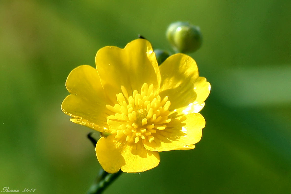 Meadow Buttercups