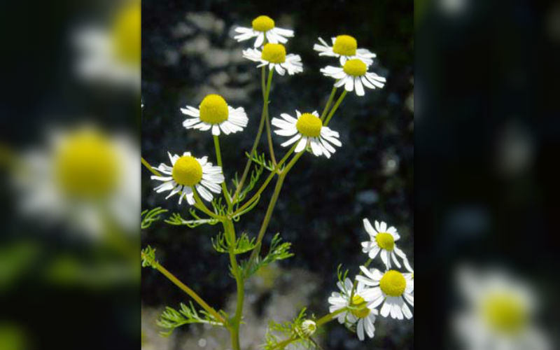 Scented Mayweed