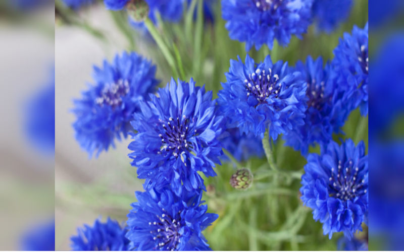 Corn Flower Seed Bomb