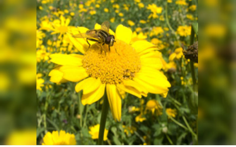 Corn Marigold Seed Bomb