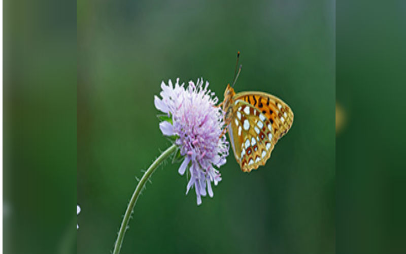 Field Scabious