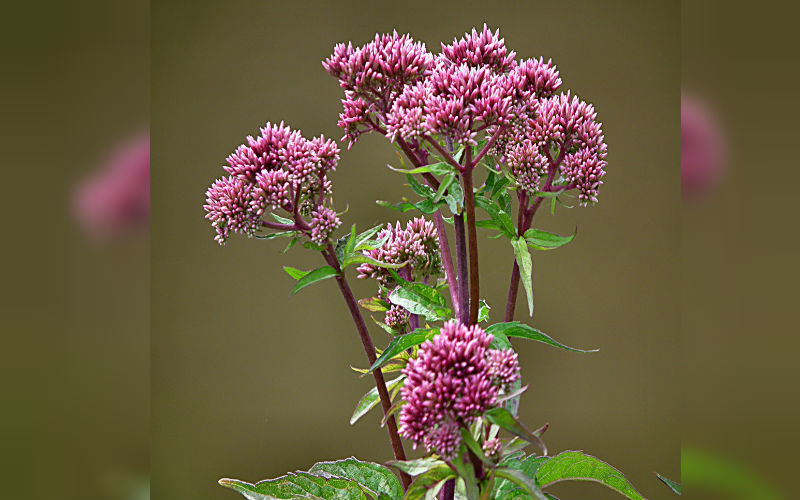 Hemp Agrimony