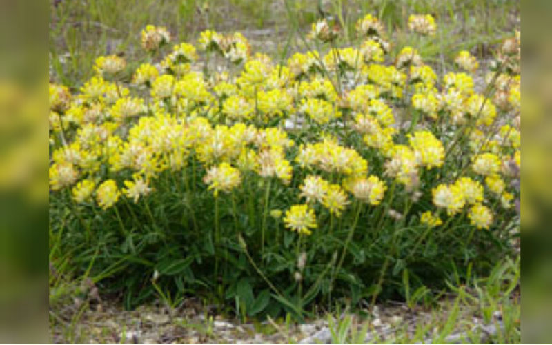 Kidney Vetch Seed Bomb