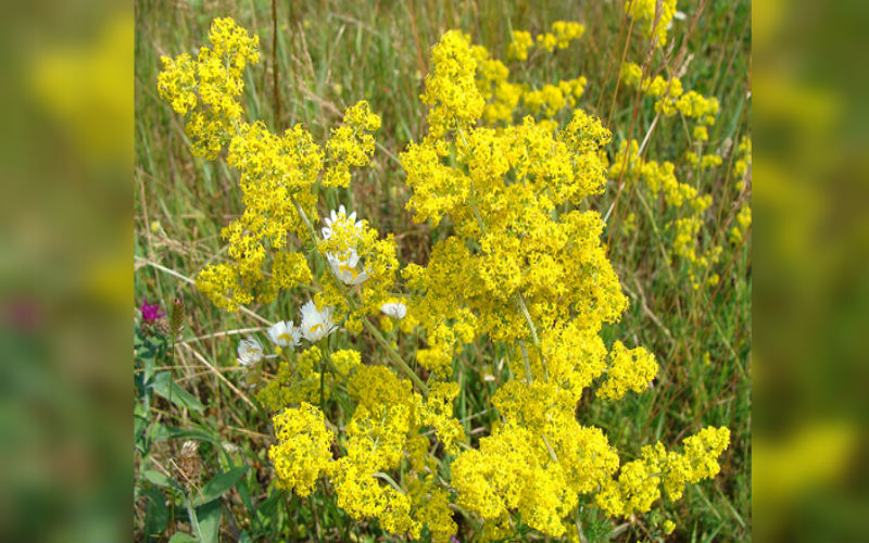 Lady's Bedstraw