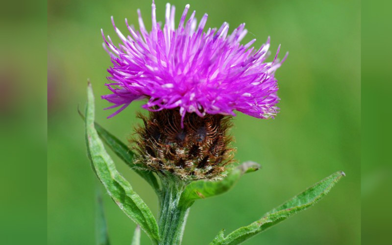 Lesser Knapweed Seed Bomb