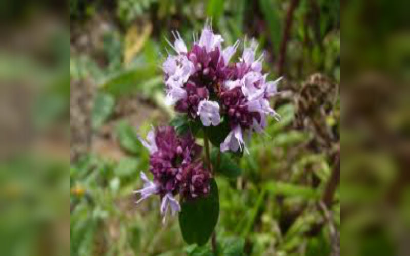 Marjoram