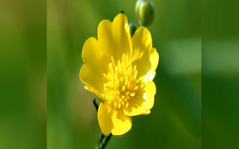 Meadow Buttercup