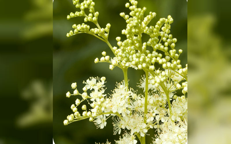 Meadowsweet