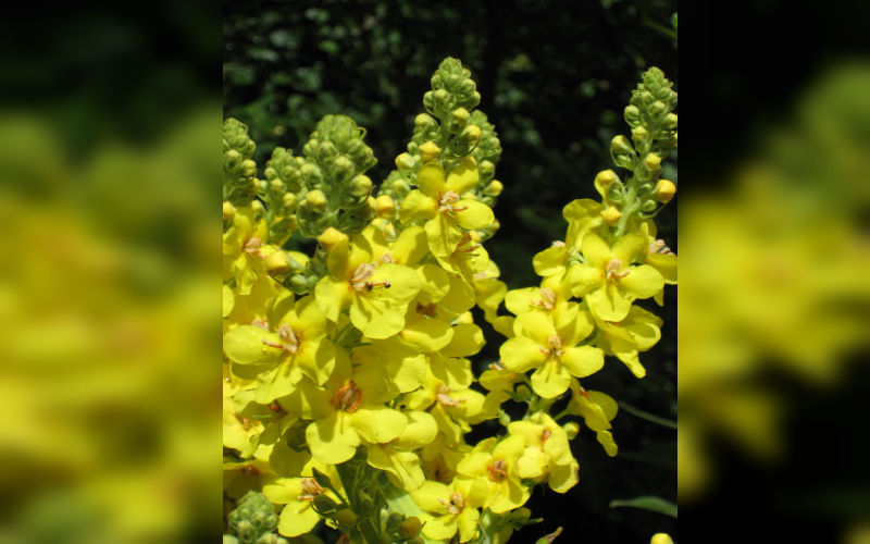 Mullein