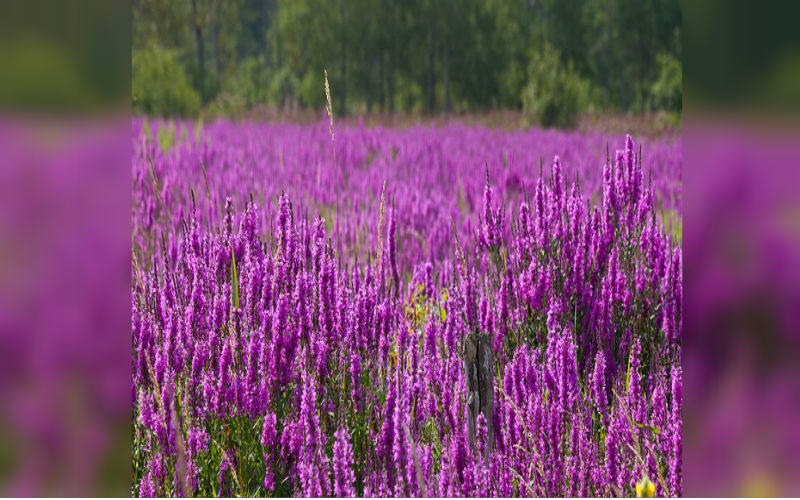 Purple Loosestrife