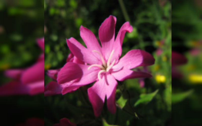 Red Champion Seed Bomb Wild Flower