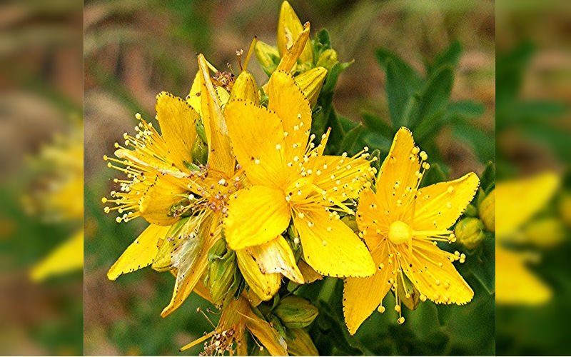 St John's Wort