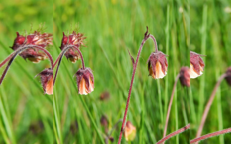 Water Avens 