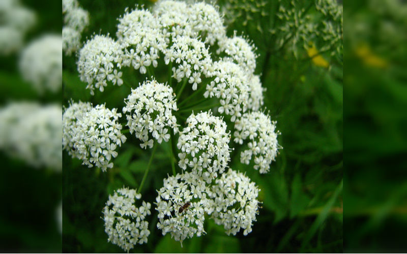 Wild Angelica Wild Flower 