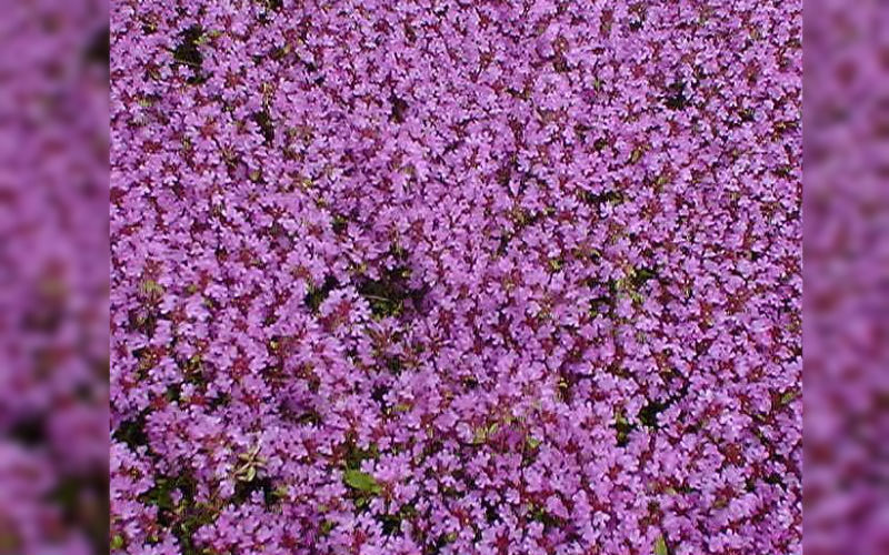 Wild Thyme Seed Bombs