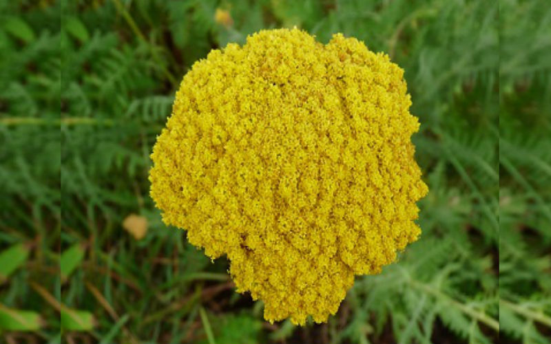 Yarrow Wild Seed Bomb