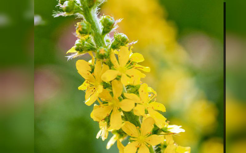 Yellow Agrimony