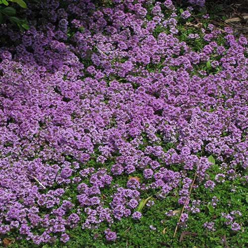 Wild Thyme Seed Bomb